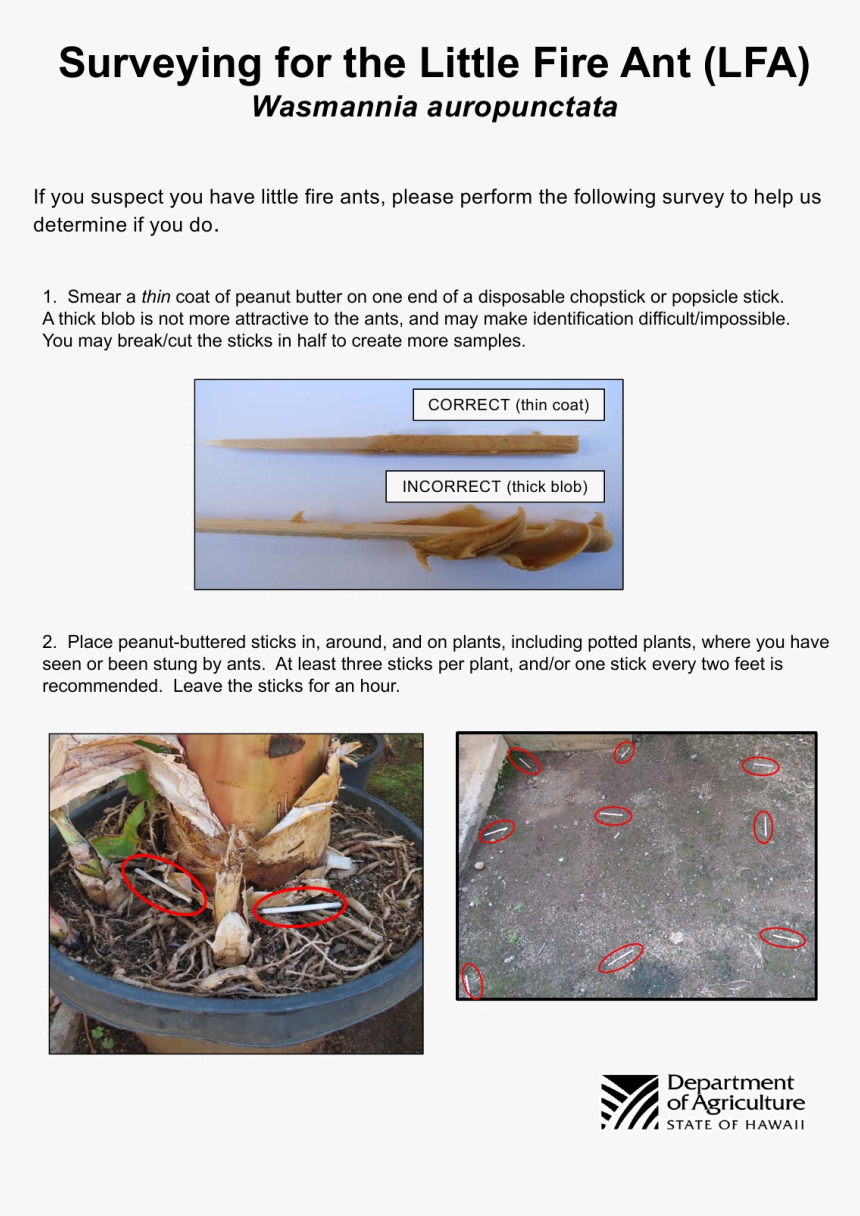 How To Test For Little Fire Ant , Png Download - Hawaii Department Of Agriculture, Transparent Png