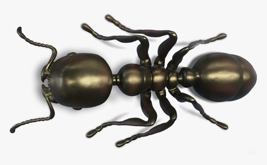 Clip Art Ant Pictures - Carpenter Ant, HD Png Download