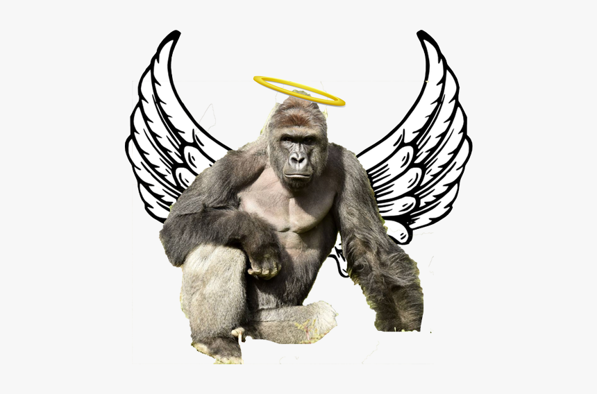 Transparent Background Angel Wings Clipart, HD Png Download