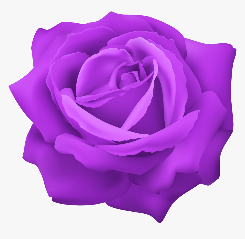 Download Purple Rose Png Png Image With No Background, Transparent Png