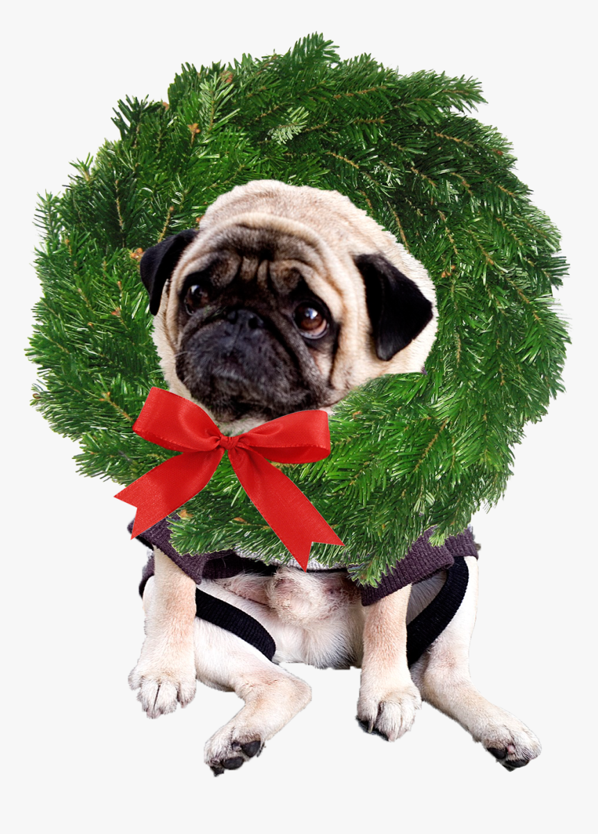 Whats That Around My Neck - Pug, HD Png Download