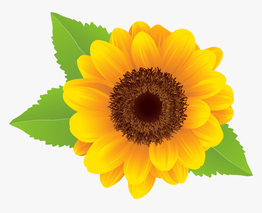 Sunflower Png Clip Art Image, Transparent Png