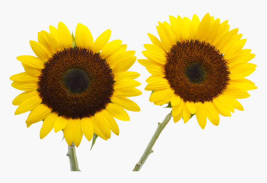 Two Cut Sunflowers Common Sunflower Petal Yellow - 向日葵, HD Png Download