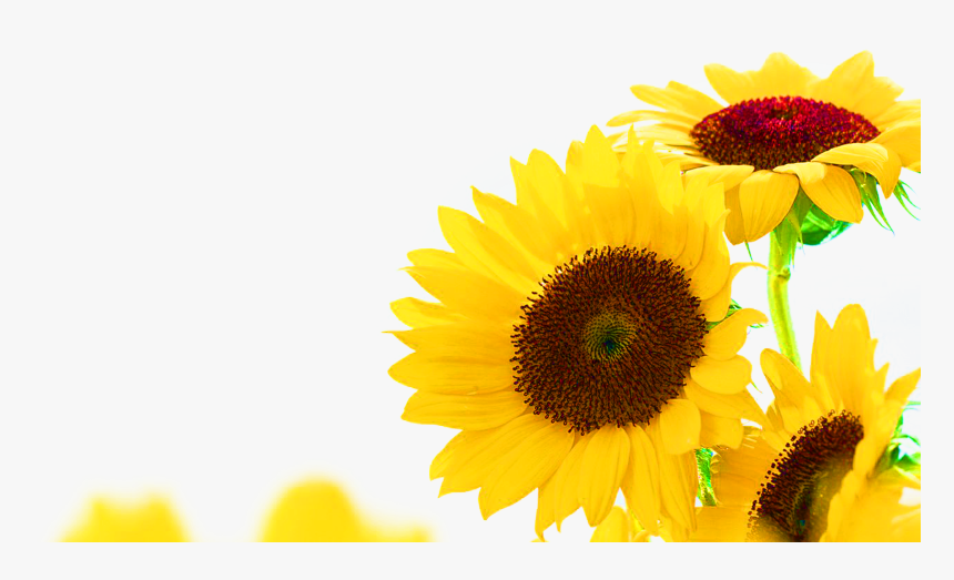 Common Sunflower Jerusalem Artichoke Sunflower Seed - Sunflower Corner Border Transparent, HD Png Download