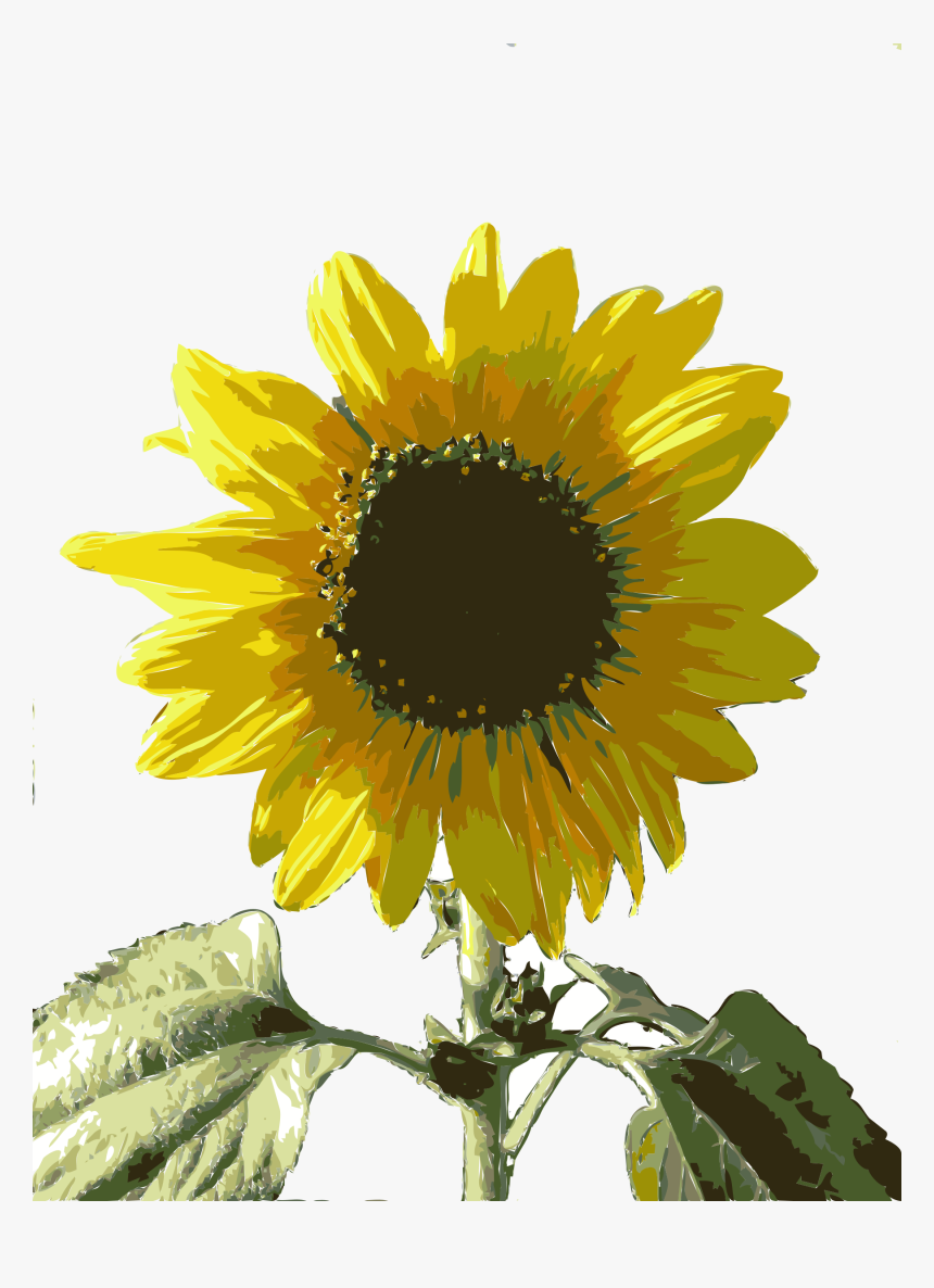 Sunflower Seed,plant,flower - Girasol .png, Transparent Png