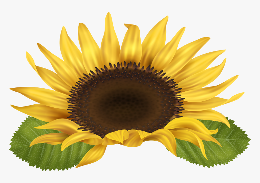 Sunflower Clip Art Image Gallery High-quality Transparent - Free Clip Art Sunflower, HD Png Download