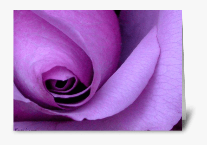 Purple Rose I M So Sorry - Purple Happy Mothers Day, HD Png Download