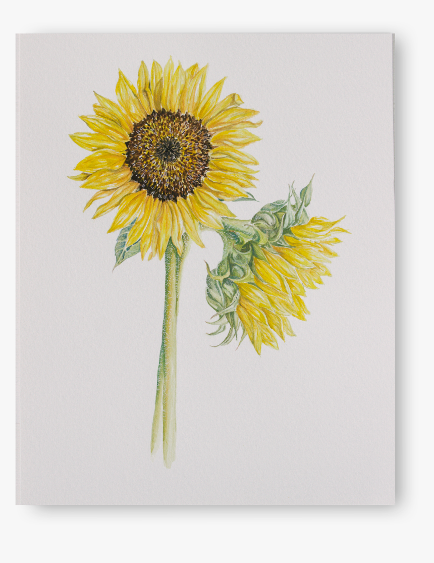 Sunflowers - Gerbera, HD Png Download