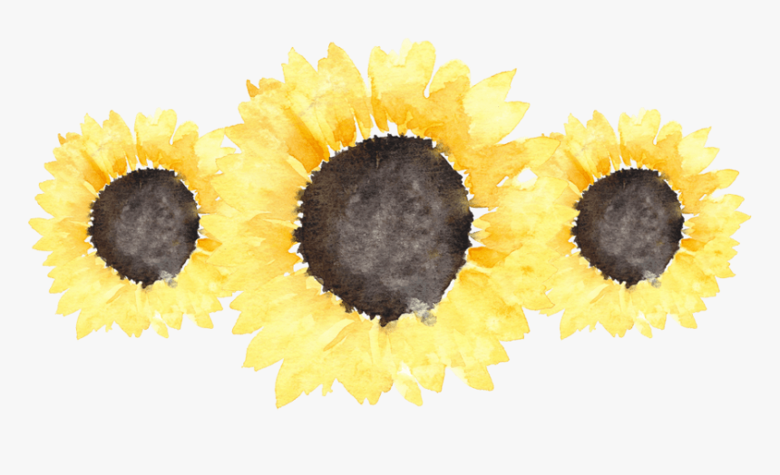 Sunflower Transparent, HD Png Download