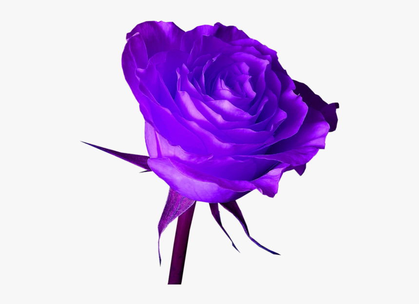 Purple Rose Image Hd, HD Png Download
