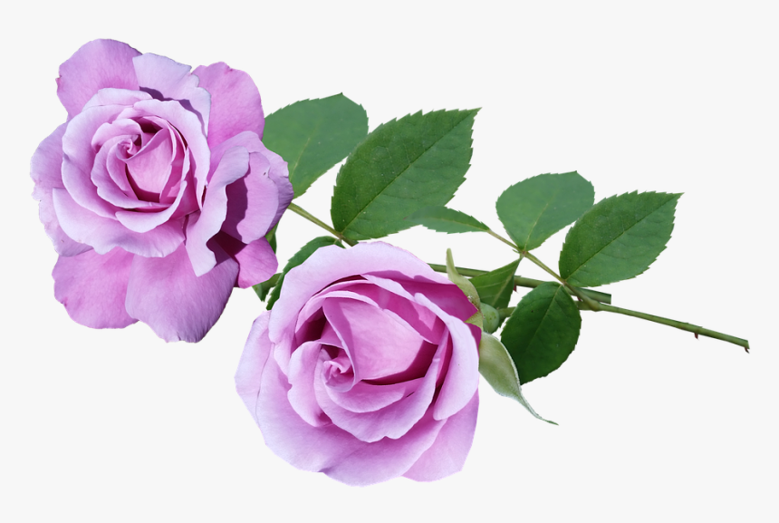 Purple Roses .png, Transparent Png