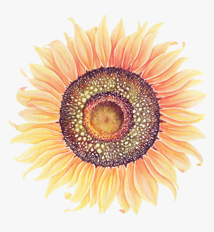 Sunflowers Png Watercolor - Watercolor Painting, Transparent Png