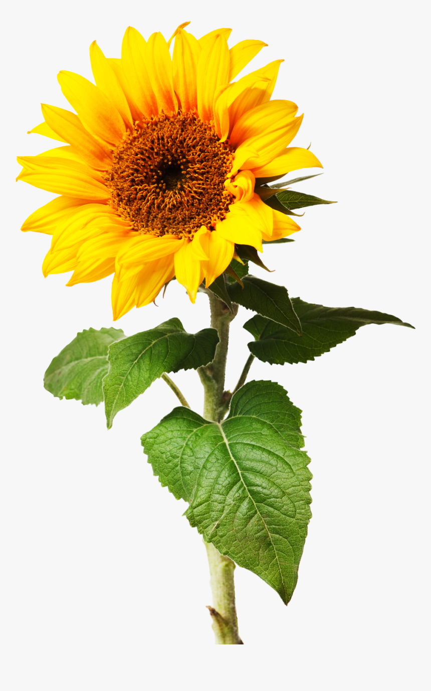 Sunflowers Png Individual Graphic Royalty Free Library - Sometimes Things Take Time Quotes, Transparent Png