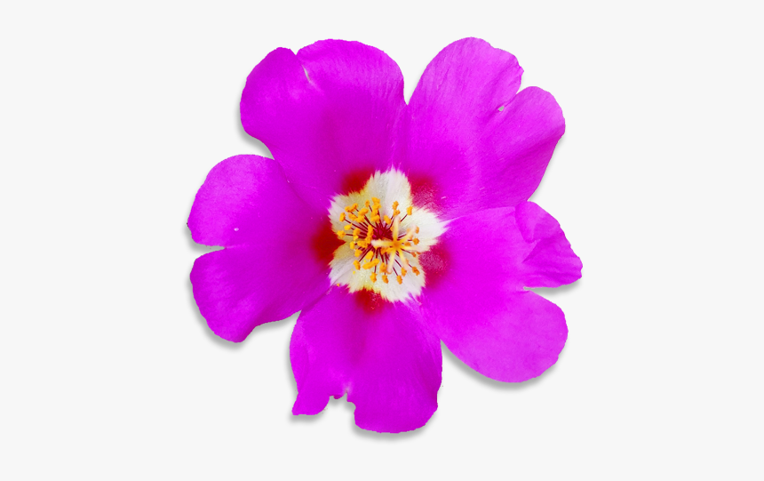 Rock Rose, HD Png Download
