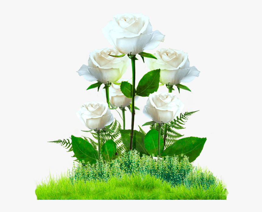 Jardin De Rosas Png , Png Download - Jardin Con Rosas Png, Transparent Png