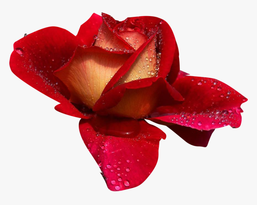 Rosas - Rosas De Amor Png, Transparent Png