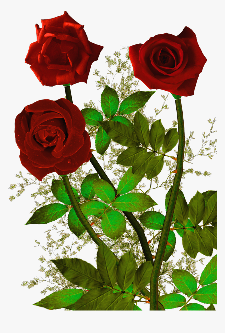 Rosas Rojas Png - Rose Flower God, Transparent Png