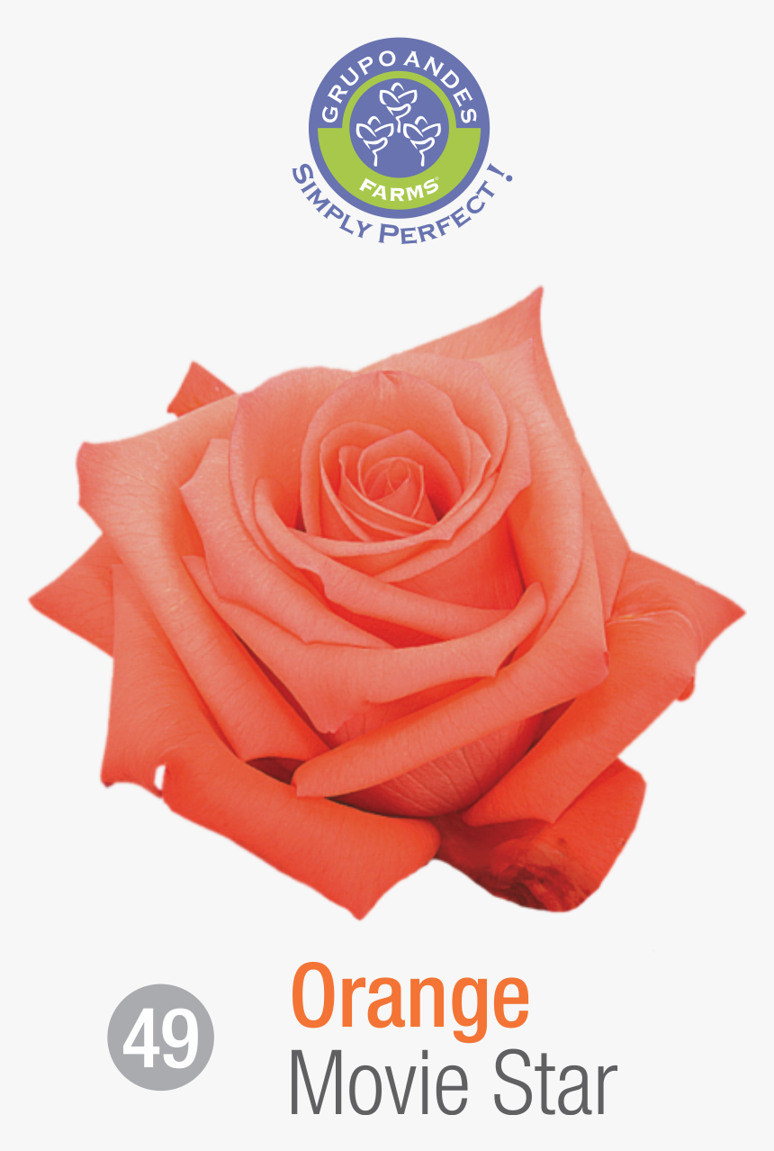 Rosa Variedad Movie Star, HD Png Download