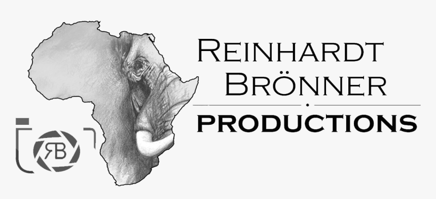 Giant Clam, HD Png Download