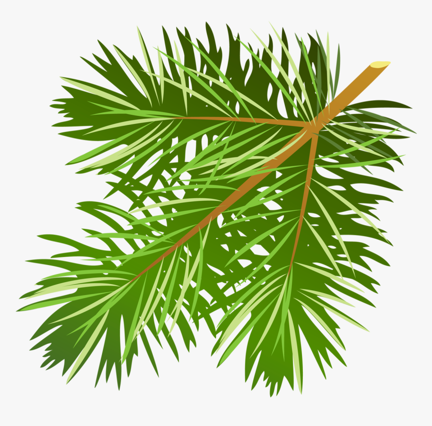 Transparent Branch Png Gallery - Pine Tree Leaves Free, Png Download