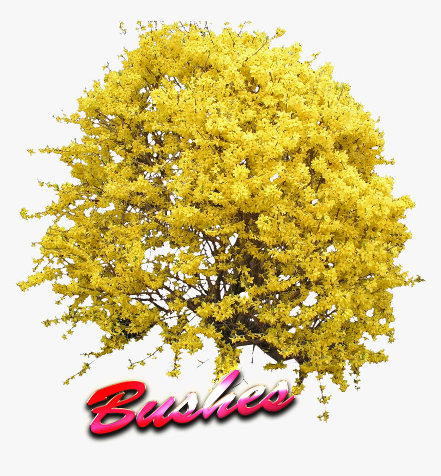 Yellow Tree Top View Png - Forsythia Transparent Png, Png Download