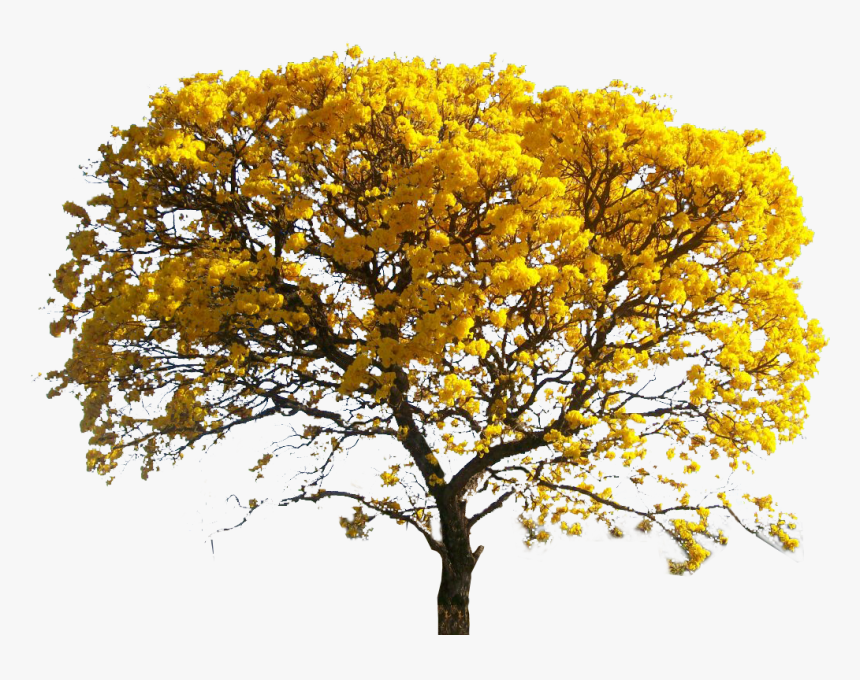 Yellow Leaves Tree Png, Transparent Png