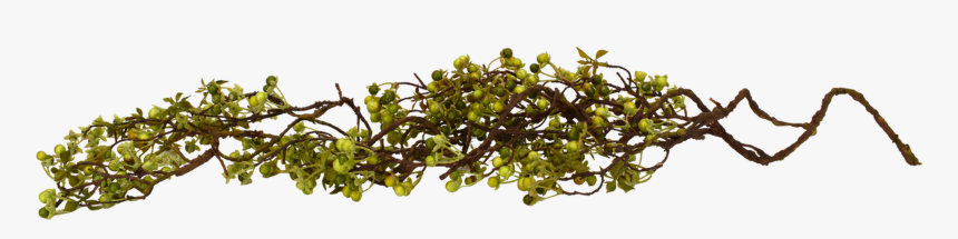 Twig Berry Vine Green 48 - Acacia Greggii, HD Png Download
