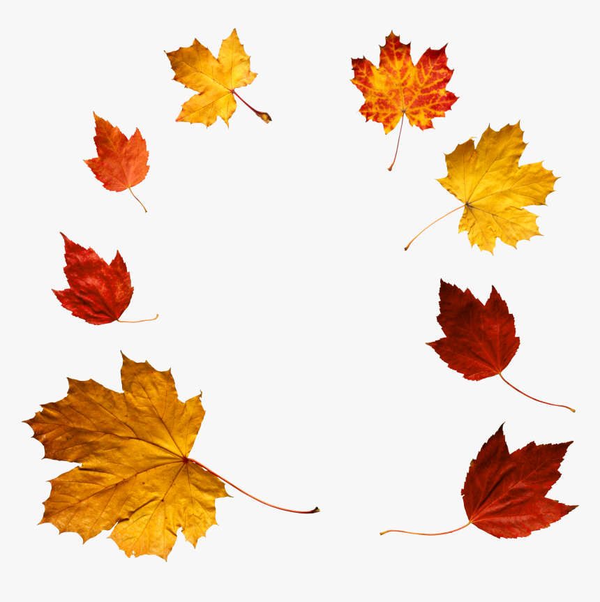 Autumn Png Leaf - Autumn Leaves Png, Transparent Png