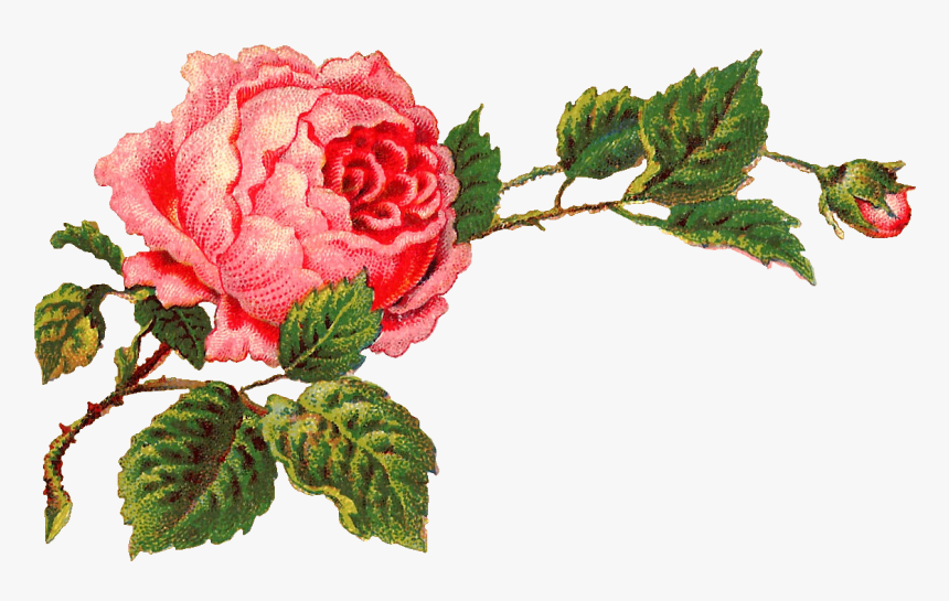 Transparent Rose Clip Art, HD Png Download