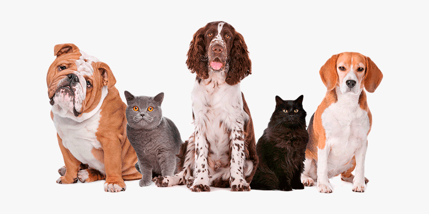 National Pet Fire Safety Day 2017, HD Png Download