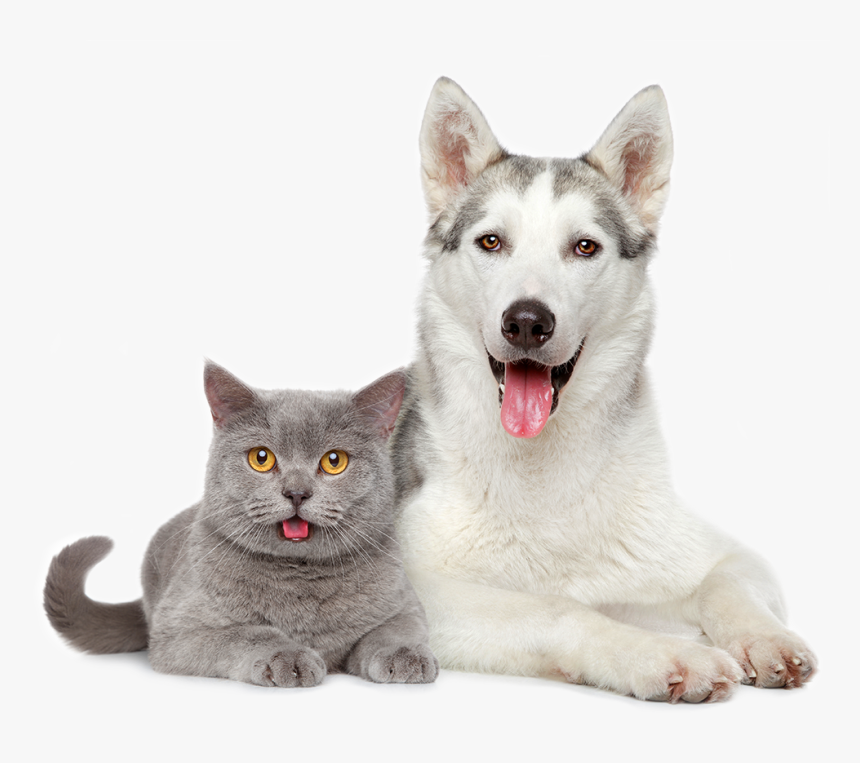 Vacunas Perros Y Gatos, HD Png Download