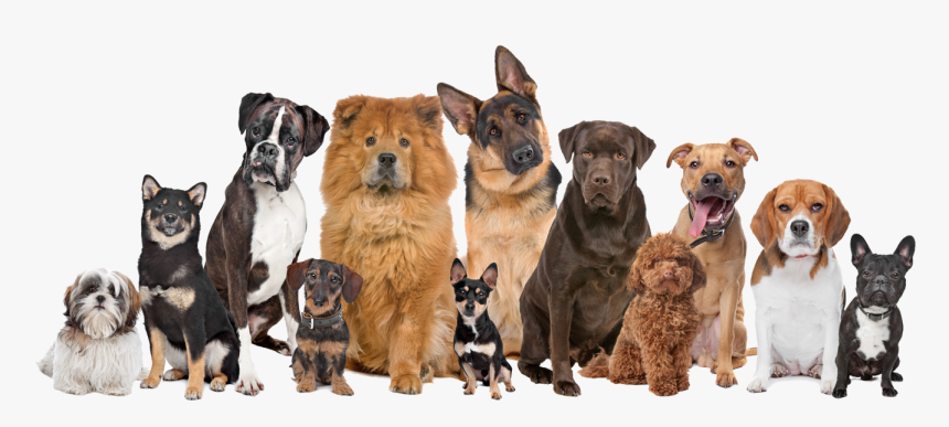 Smarttrack Mascotas - Many Dogs And Cats, HD Png Download