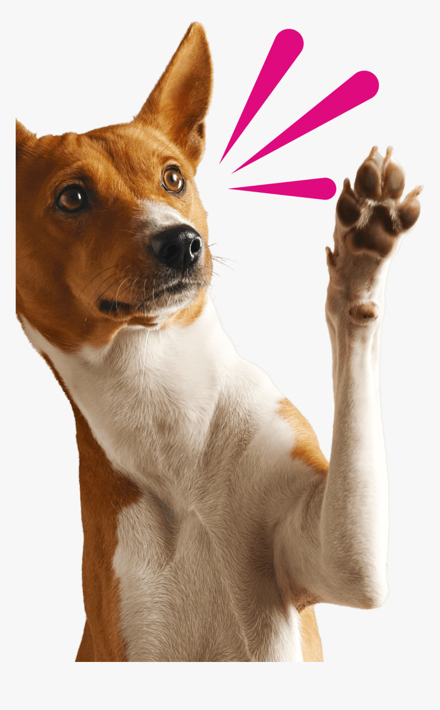 Dog With Arm Up, HD Png Download