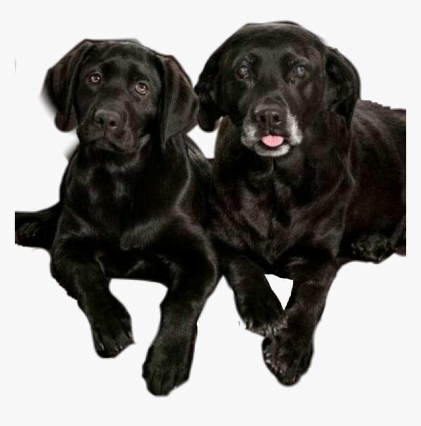 Transparent Mascotas Png - Celebrities Pets Cloned, Png Download