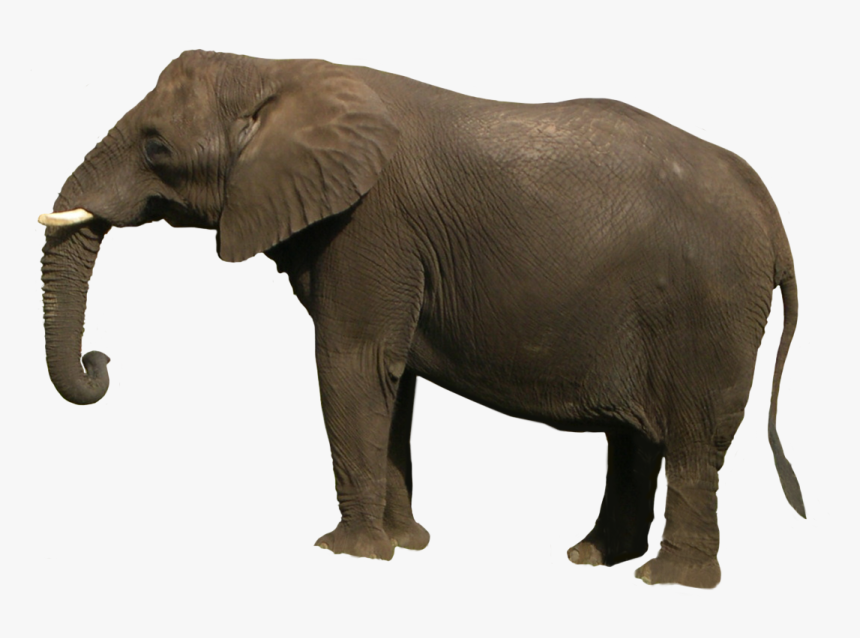 Elephant Images Hd Png, Transparent Png