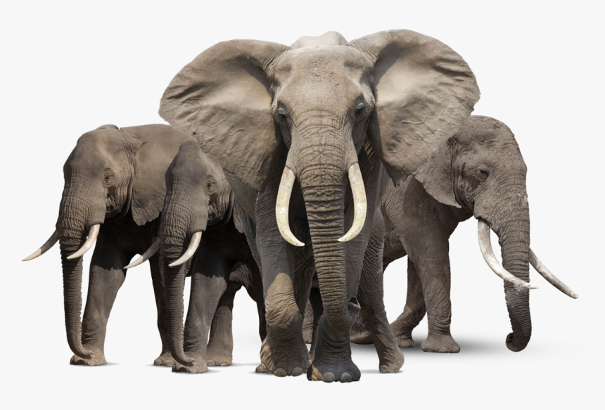 Gray Elephant Standing Png - Elephant Png, Transparent Png