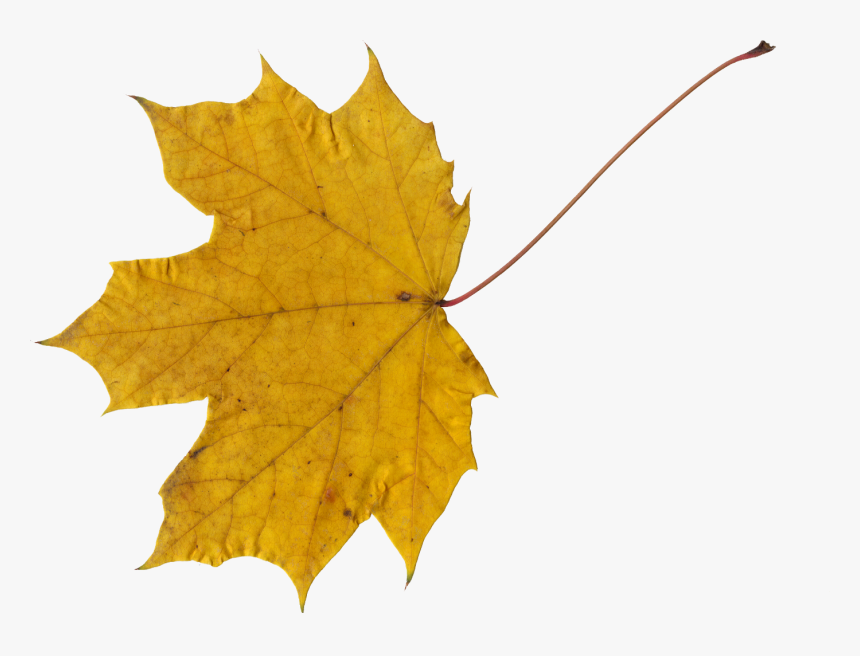 Maple Leaf, HD Png Download