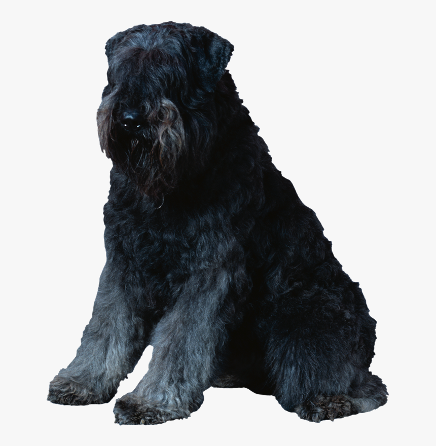 Miniature Schnauzer Standard Schnauzer Black Russian - Bouvier De Flanders, HD Png Download
