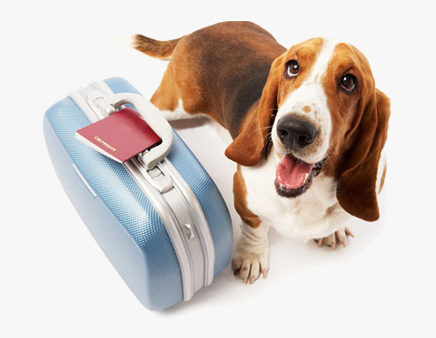 Pet Travel, HD Png Download