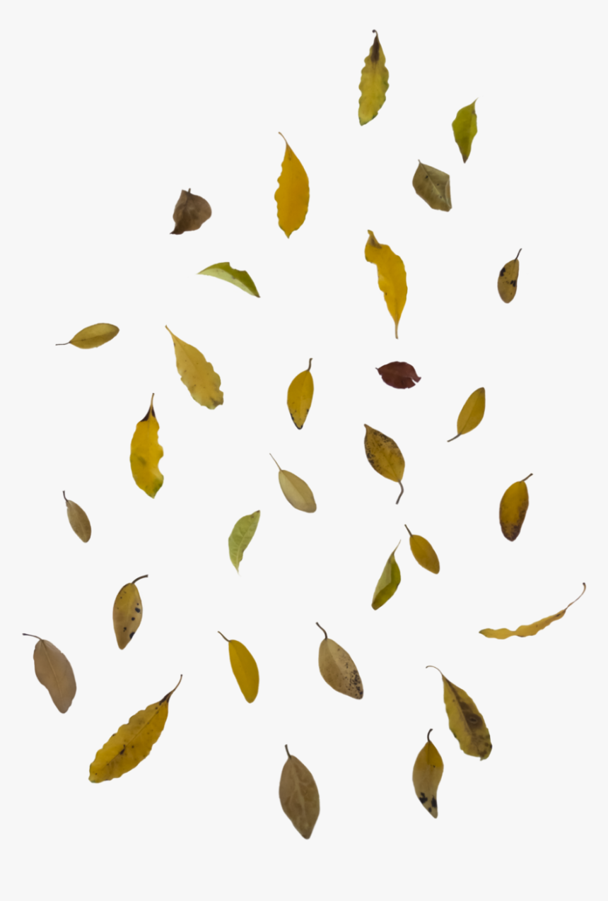 Falling Autumn Leaves Free Png Image - Falling Leaves Png Transparent, Png Download