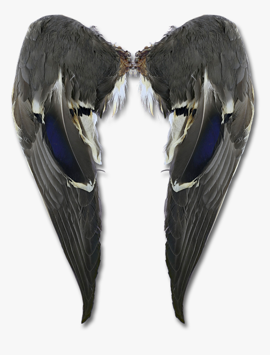 Matched Mallard Wings - Butterfly, HD Png Download