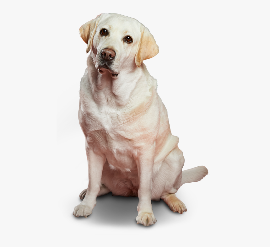 Kila Te Recomienda El Seguro Para Mascotas - Dog Yawns, HD Png Download