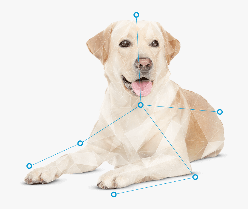 Dog Yawns, HD Png Download