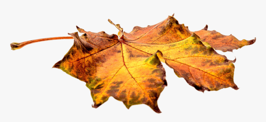 Autumn Leaves On The Ground Png, Transparent Png