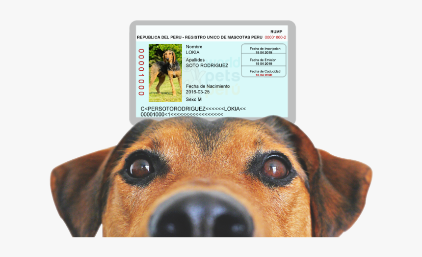 Imagen Banner Principal - Dog Coming Soon Sign, HD Png Download
