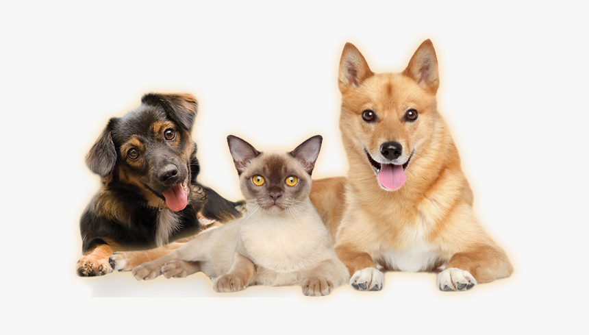 Perro Y Gato Feliz Png, Transparent Png