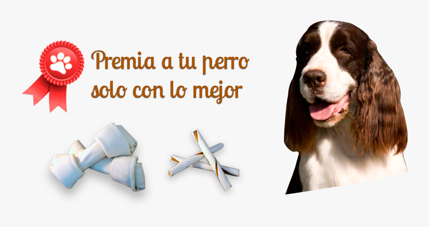 Premia A Tu Perro Con Solo Lo Mejor - Field Spaniel, HD Png Download