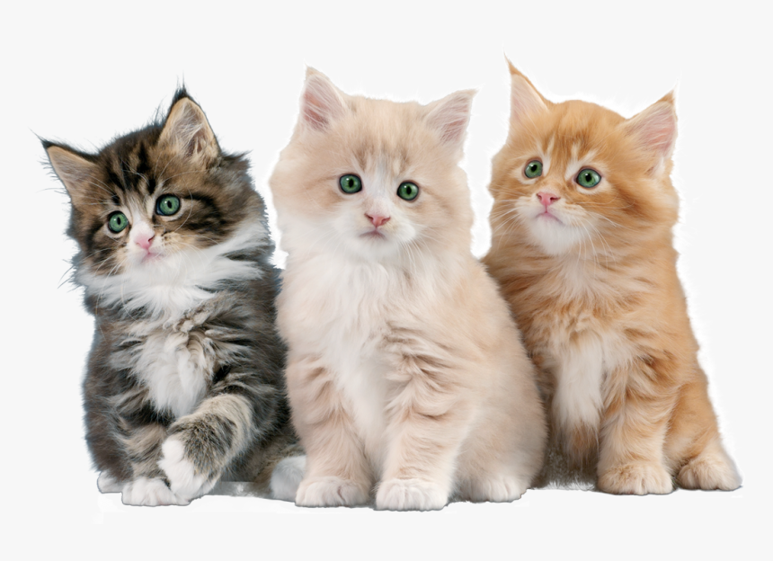 Gatos - Imágenes De Gatos Png, Transparent Png