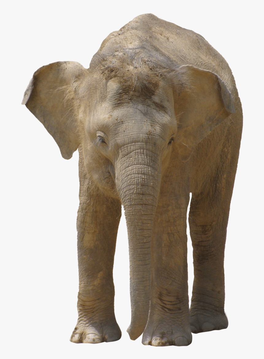 Trompa De Elefante Png, Transparent Png