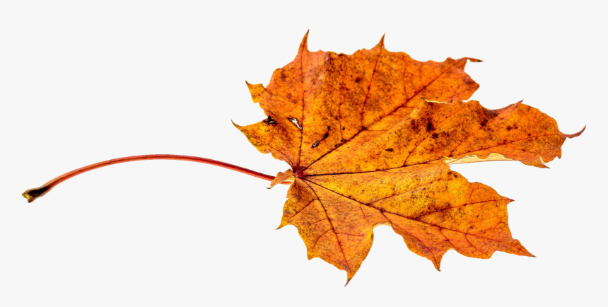 Autumn, Leaves, Leaf, Png, Transparent, Fall Color - Leaf Autumn Fall Png, Png Download